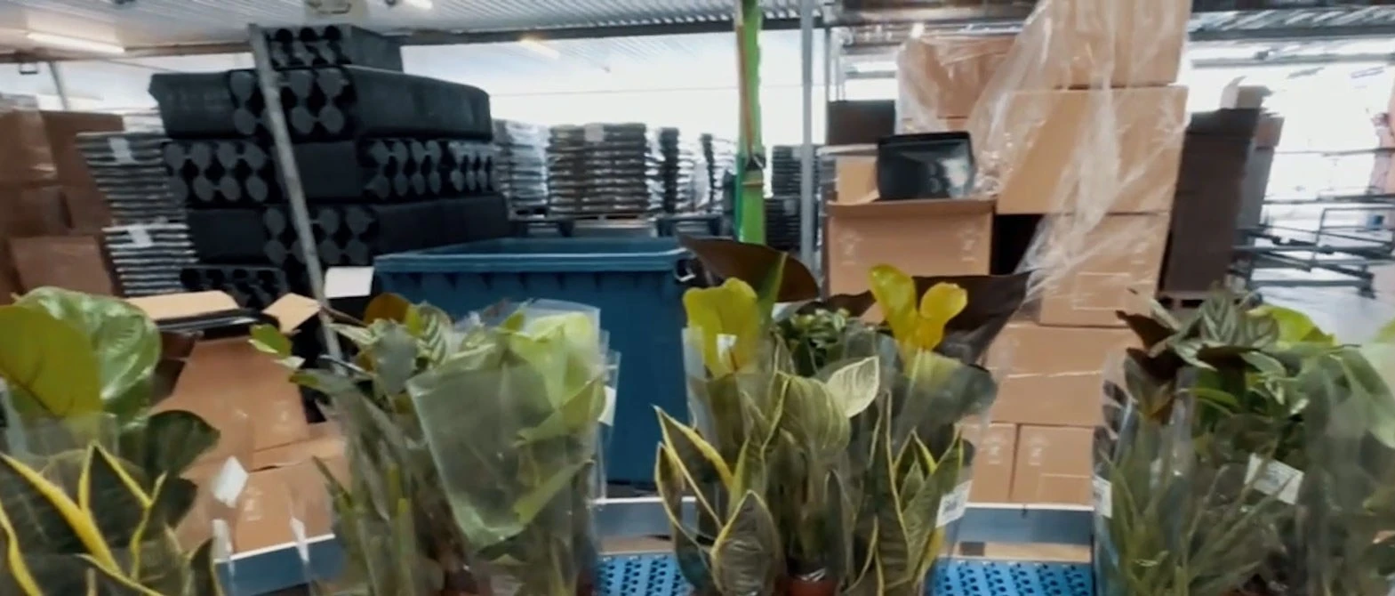 Case packing for intact results | Niverplast