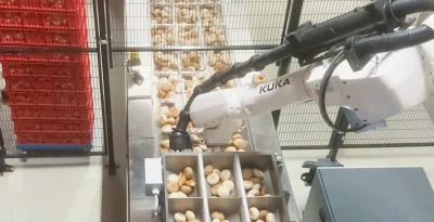 Automated packing of bread roll | Niverplast