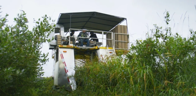 Berrie harvest | Berry Acres | Niverplast