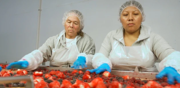 Packaging frozen fruits | Niverplast