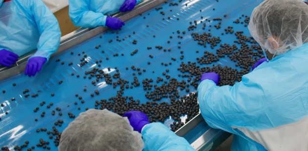 Sorting berries | Niverplast