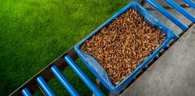 Shrimps Bag in crate Niverplast