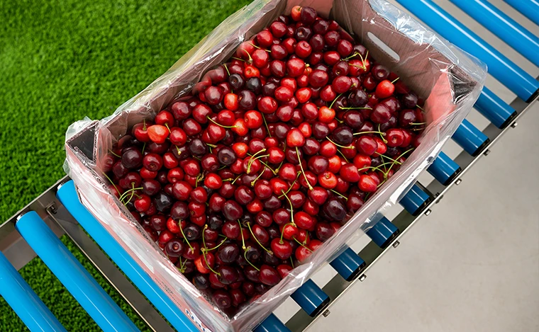 Cherry Packaging Machine