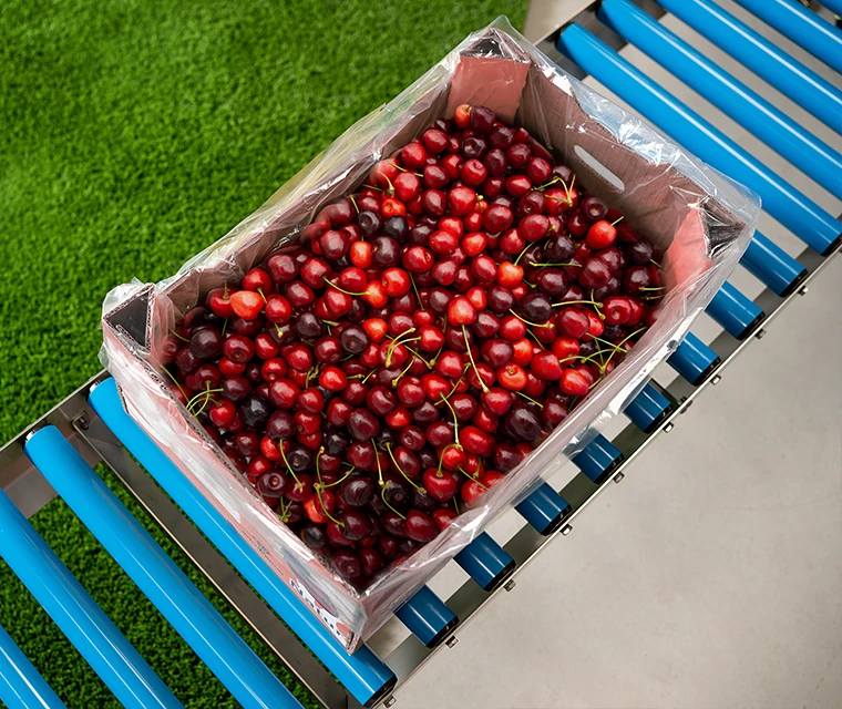 Cherry Packaging Machine