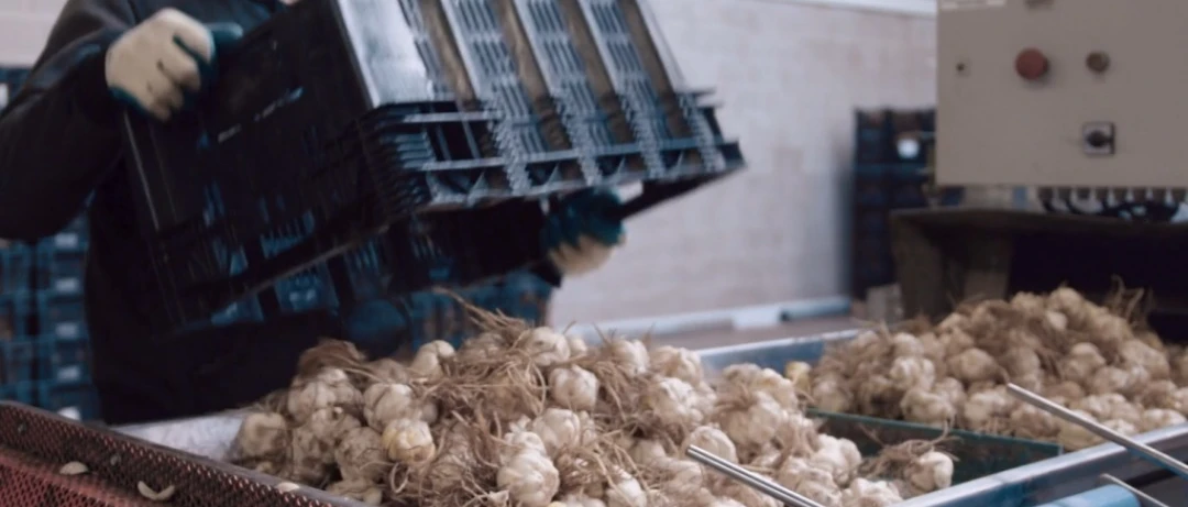 Flowerbulbs | Packaging | Niverplast