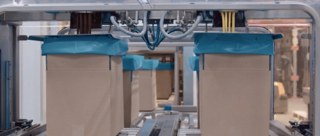 Crow of holland large