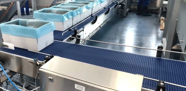 Frozen fish transport conveyor
